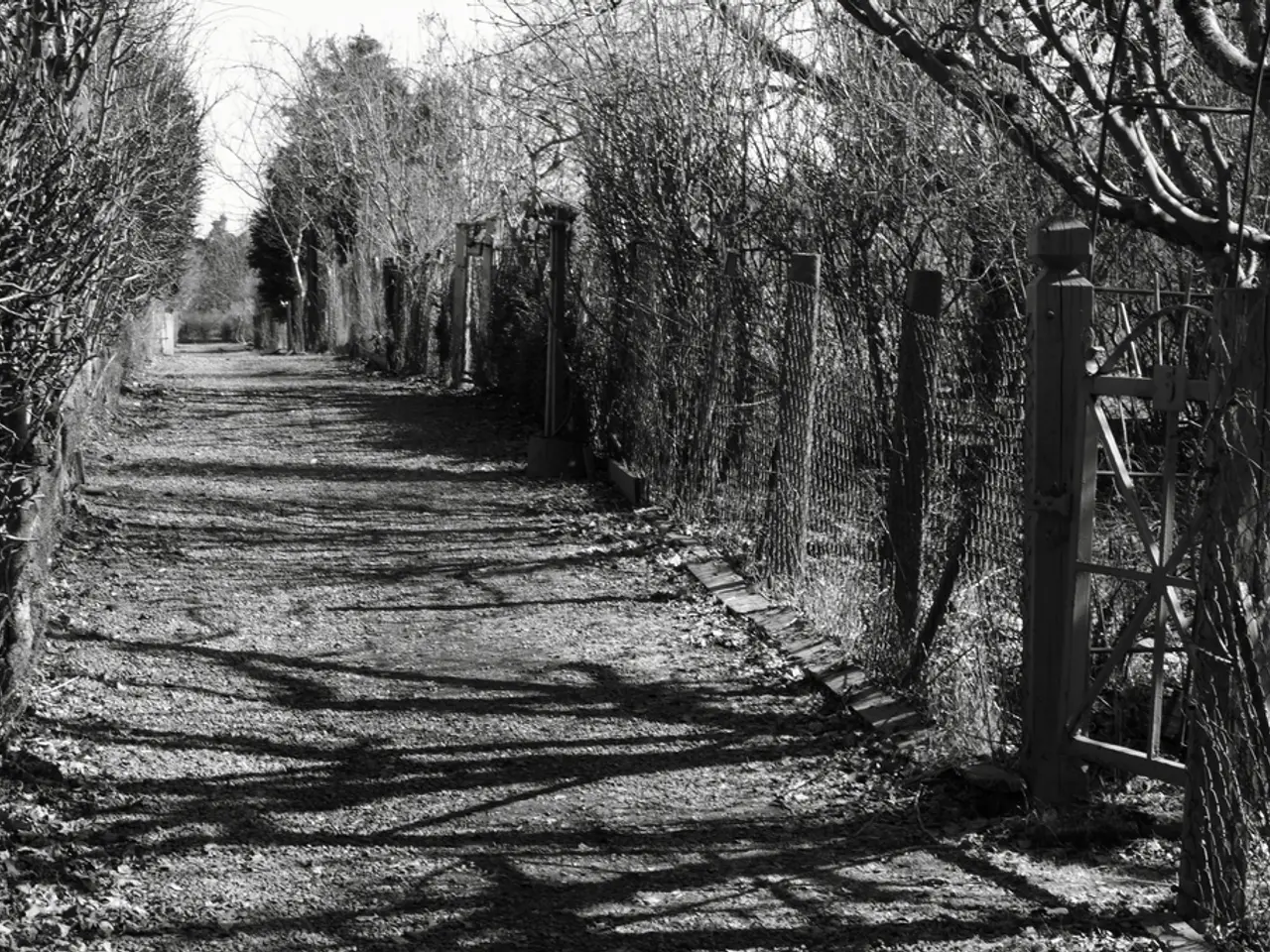 This is a black and white image. I can see the fence. This looks like a gate. These are the trees...