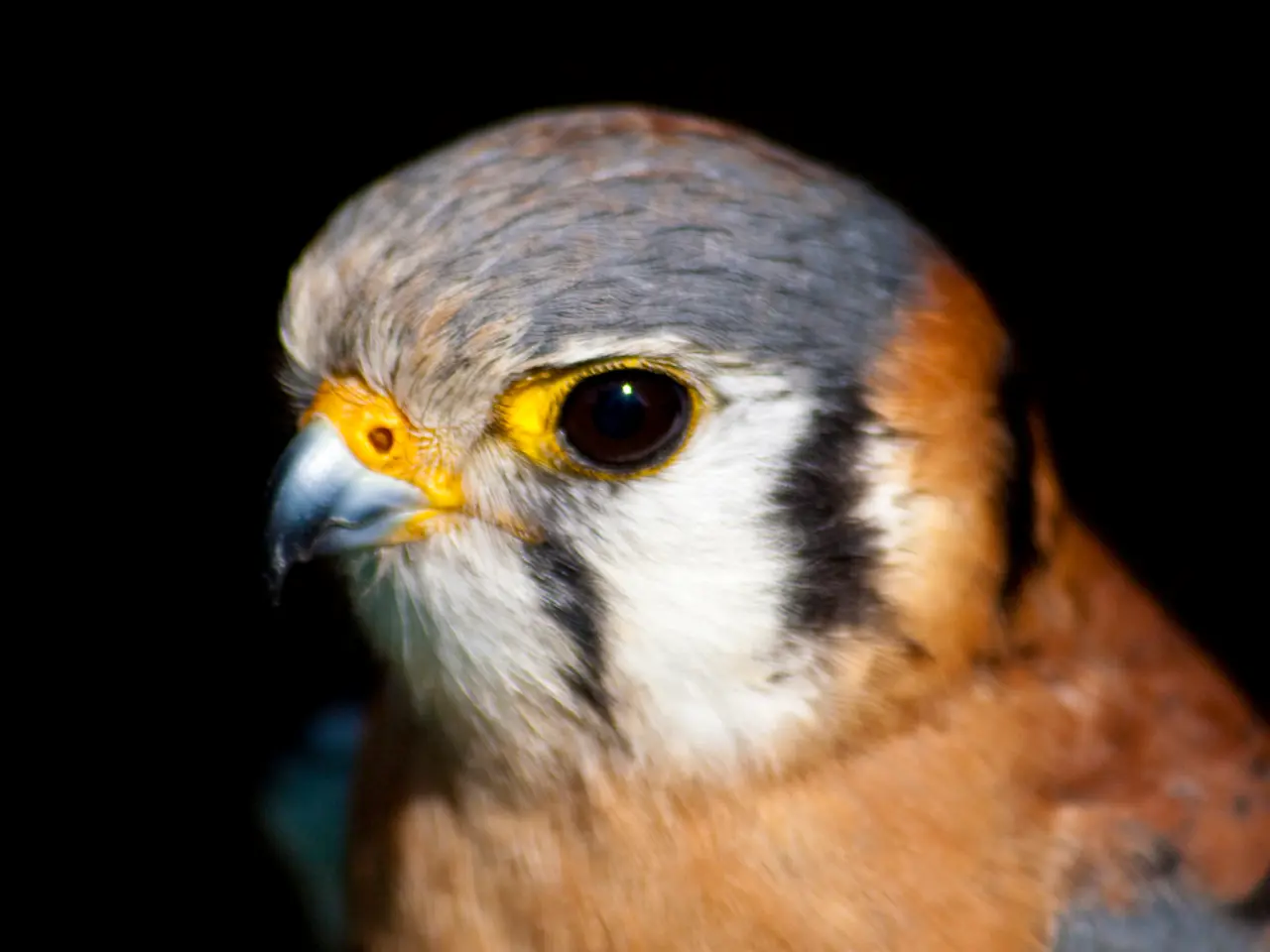 There is a zoom in picture of a bird as we can see in the middle of this image.