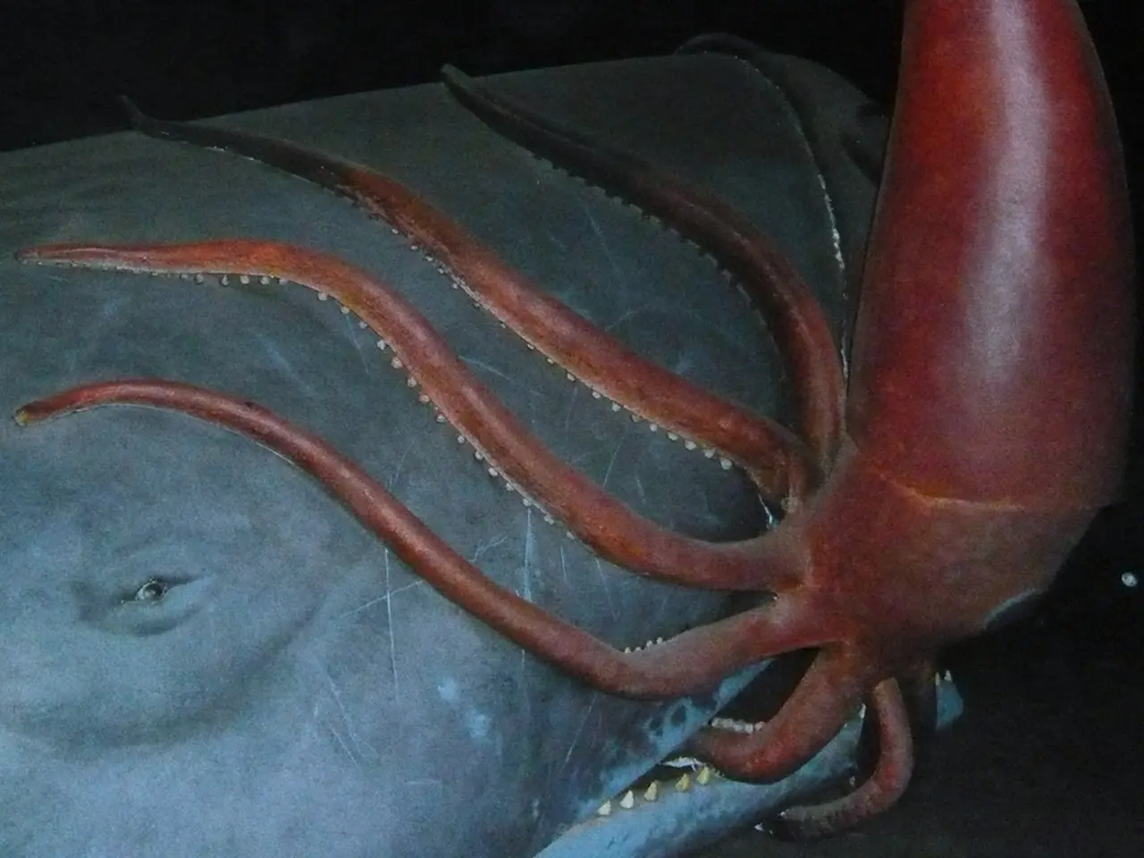 In this picture we can see squid attacking a whale. In the background of the image it is dark.
