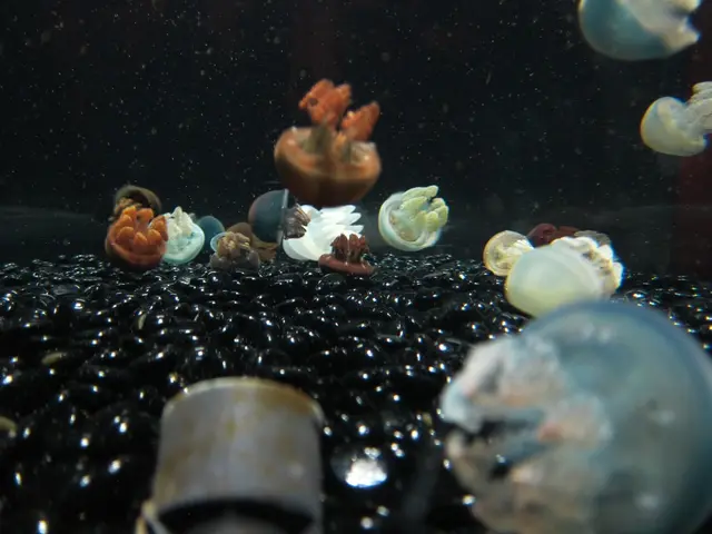 Convert Seawater into Potable Water Using a Solar-Powered Sponge: DIY Instructions Here