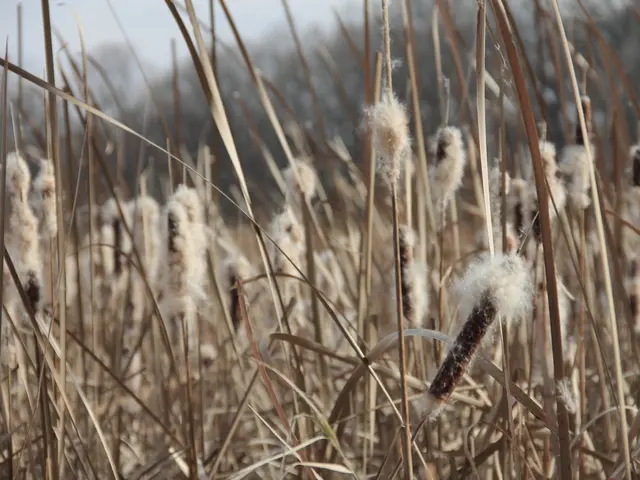 Cotton Descends into an Extended Weekend Relaxation