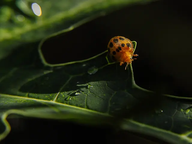 Unchecked vulnerability identified in SAP NetWeaver Visual Composer, resulting in multiple...