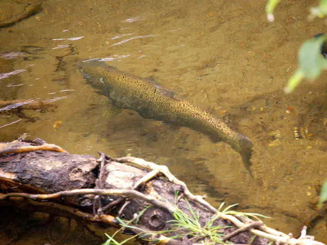 Unwanted Underwater Veggie Invasion: A New Machine for Aquatic Weed Eradication