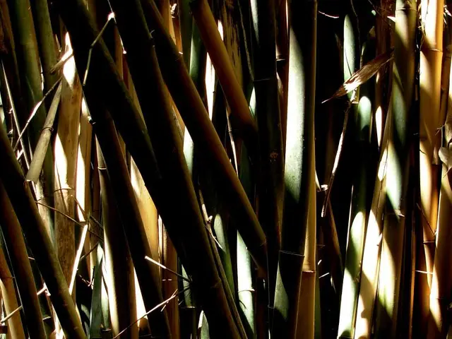 Bamboo joins forces with Affinity Africa for streamlined wallet funding in Ghana