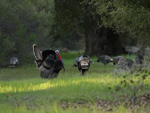 Turkey increases the reference price for imported solar parts to enhance domestic production