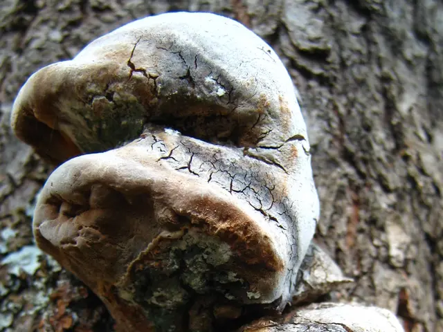 Wild microorganisms assist scientists in fabricating plastic that dissolves and reverts to nature