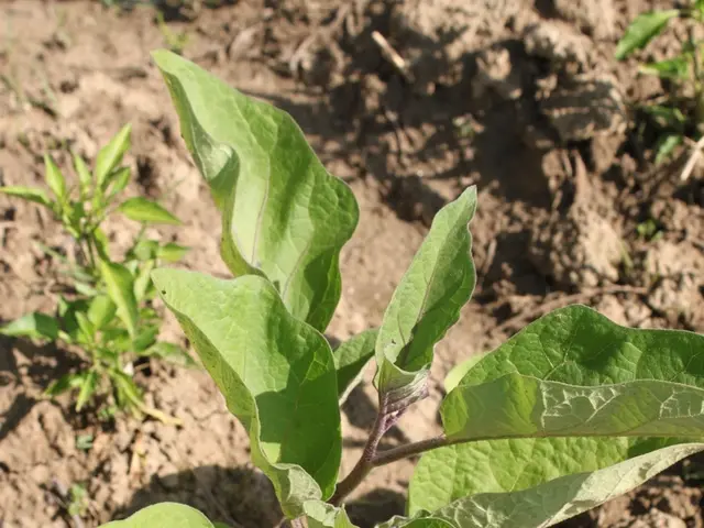 Innovative Solar Technologies for Soil Cleanup