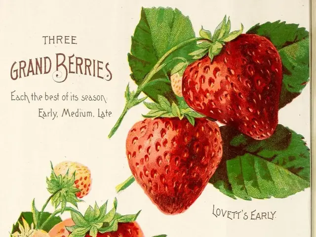 Seventh edition of the magazine "No Bees, No Life" has been made available online