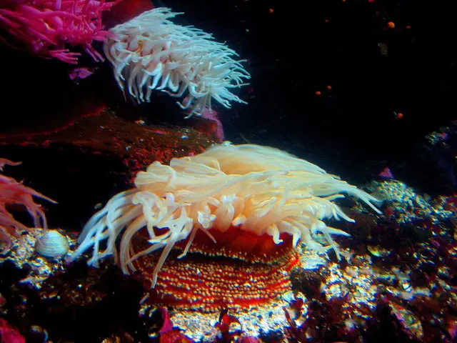 Thriving marine life abundant with coral, dugongs, and turtles in Abu Dhabi.