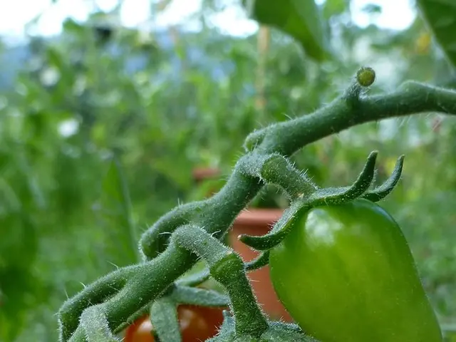 Photos of Mars without copyright restrictions, featuring stunning landscapes and images of the red...