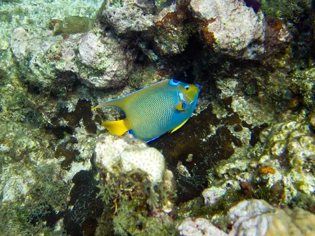 Efficient and Precise Coral Reef Tank Dosing... Controller-Free Solution - Red Sea ReefDose