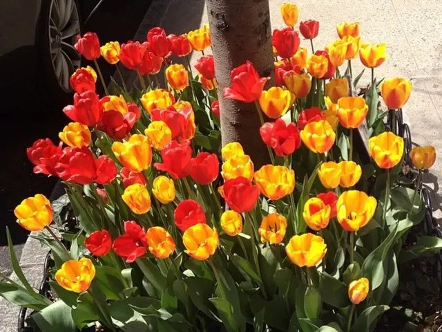 Toyota's Realization of the Iconic Cat Bus: Unveiling the Details Behind the Anticipated Design