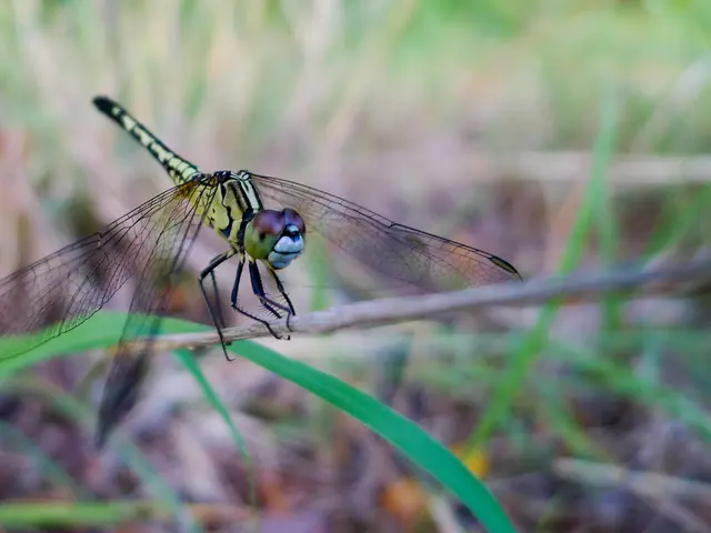 Federal Investigations Exonerate Dragonfly in connection to Tornado Cash Inquiry as Roman Storm...
