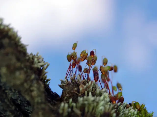 Revealing the Cosmos: The Mechanism Behind 986 Winning Astrophotography Entries