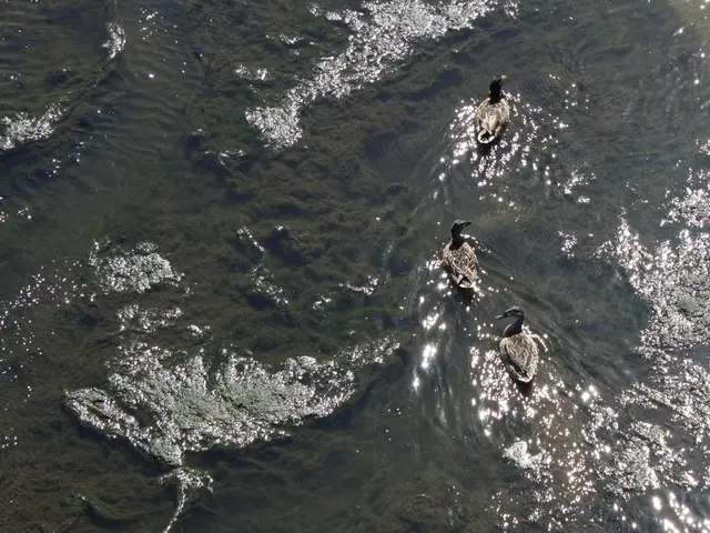 AI-produced images becoming subpar, DuckDuckGo recommends improvement