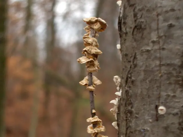 Luminous Fungus Unearthed by Artists in Switzerland Stuns Audience