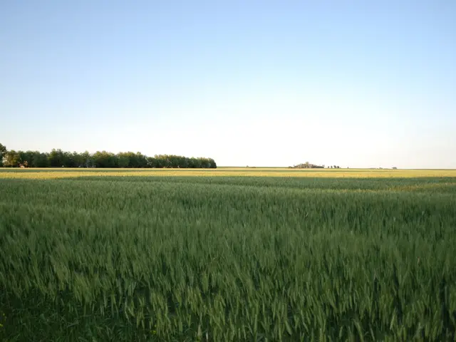 Biotech Company Biostadt Introduces Post-Emergent Weed Killer 'Pyankor' for Rice Farmers