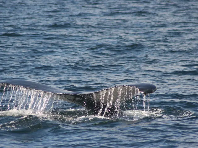 Whales are amassing Cardano holdings.