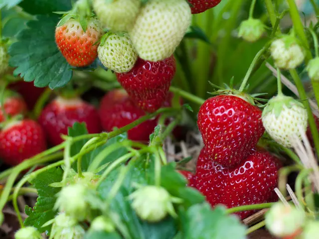 Robotics Company Saga Secures $11.2 Million to Expand Army of Bots Using UV-C Light for Mildew...