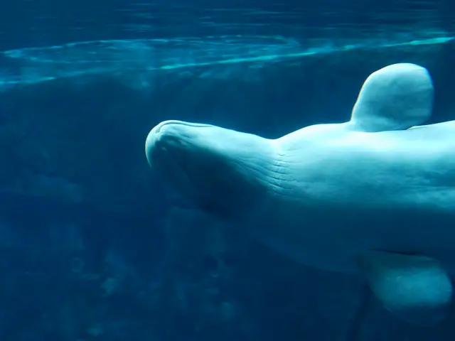 Massive Discounts on Underwater Photography and Video Equipment from Bluewater!