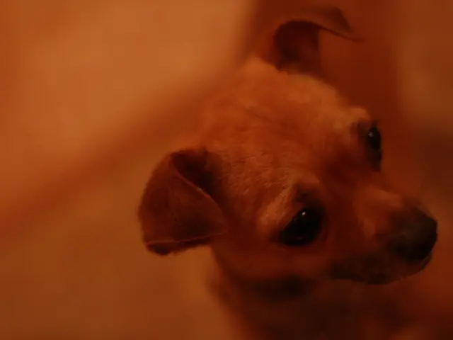 Increased Bullish Trend for Dogecoin as On-Chain Transaction Volume Doubles, Potential Reach of...