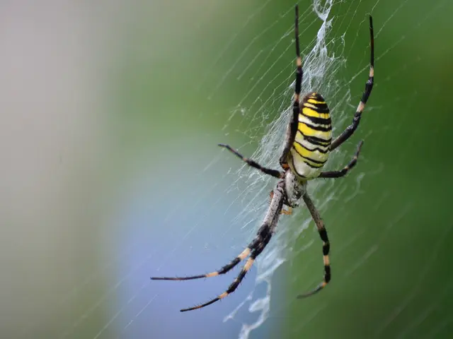 Insights into the Cybercrime Syndicate Scattered Spider