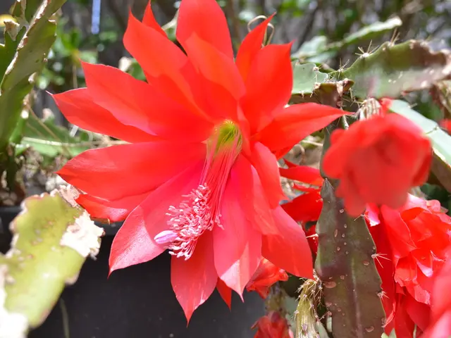 Exploration of Ultraviolet Fluorescence in Plants and Flowers by Craig Burrows – A Scientific Study