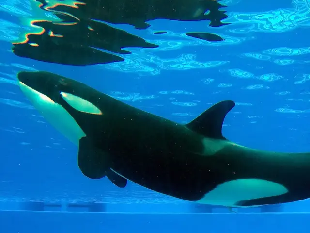 Ancient Whale Unearthed: Tiny Yet Ferocious 26-Million-Year-Old Marine Mammal Had a Massive...