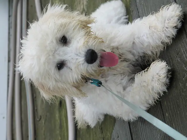 Comparing Investments: Ripple (XRP) versus Dogecoin