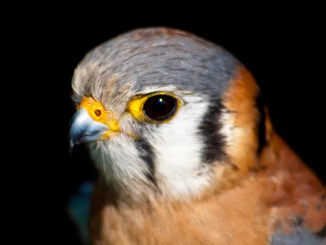 Top Performing Superzoom Cameras of the Year 2016