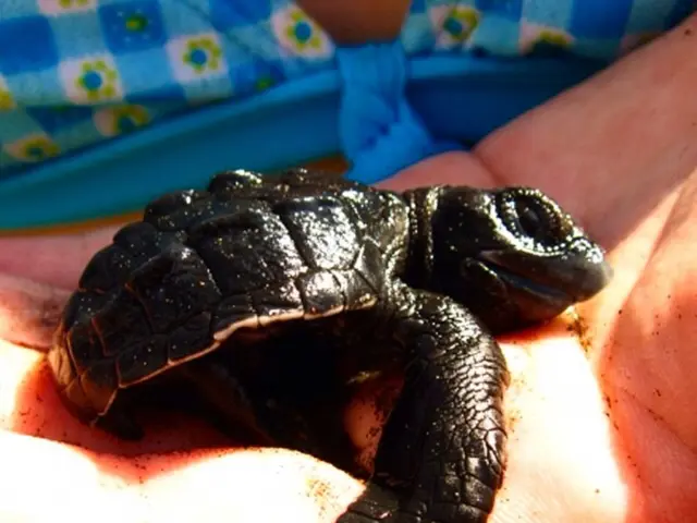 Moves turtle forward in Python