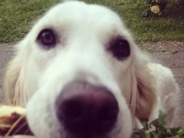 Investment Chance in Dogecoin? Anticipated Increase after Federal Rate Reduction