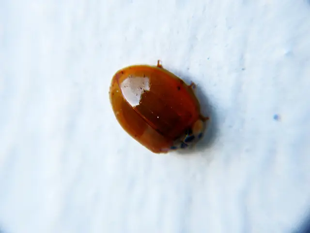 Chrome fixes unchecked GPU flaw abused in real-world attacks