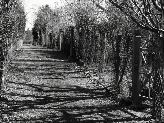 This is a black and white image. I can see the fence. This looks like a gate. These are the trees...