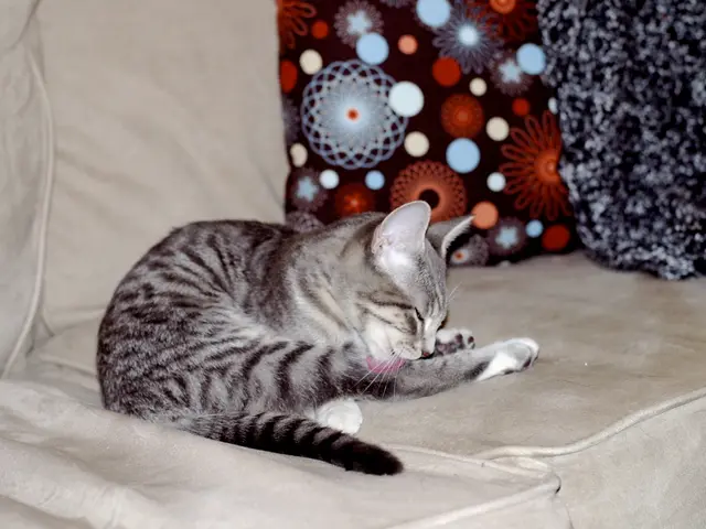 In this image there is a cat, couch and pillows.