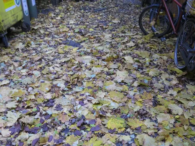 In this picture we can see leaves at the bottom, on the right side there is a bicycle, on the left...