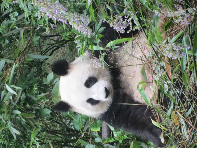In this image I can see a panda which is black and white in color on the ground. I can see few...