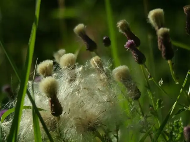 In this image I can see grass and plants. This image is taken during a day may be in a farm.