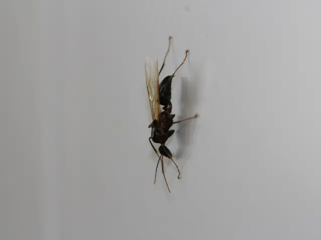 In this picture we can see a black color hornet here.