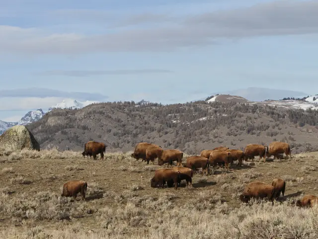 There are animals in the foreground on the dry grassland and there are trees, mountains and sky in...