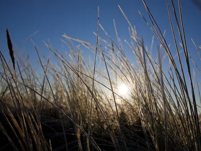 There are plants on the ground. In the background, there is a sun in the blue sky.