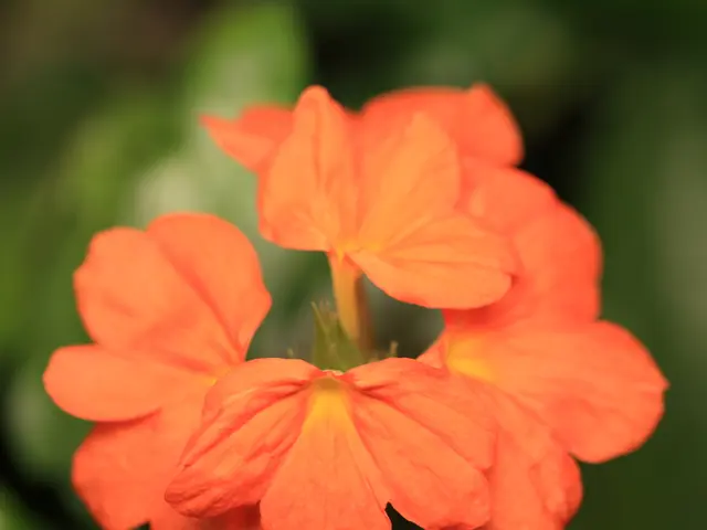 This is a macro photography of orange color flowers.