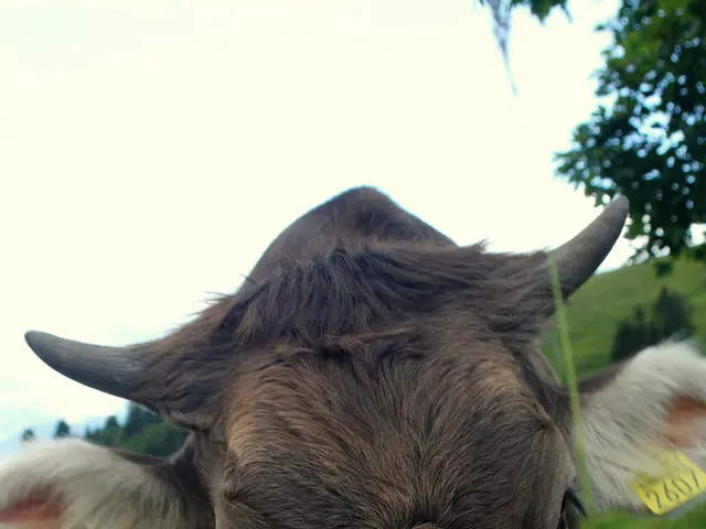 In this picture we can see two cows standing, a cow in the front is eating something, at the bottom...