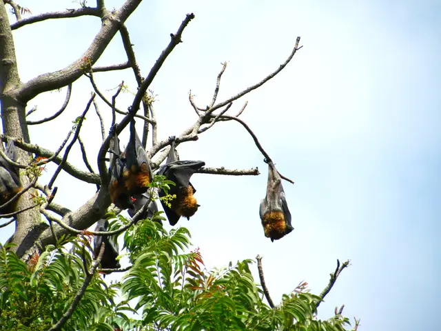 In this image there are bats on the tree. In the background of the image there is sky.